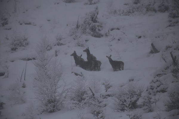У засніжених Карпатах на схилі "засікли" сім'ю рідкісних лісових мешканців (фото)