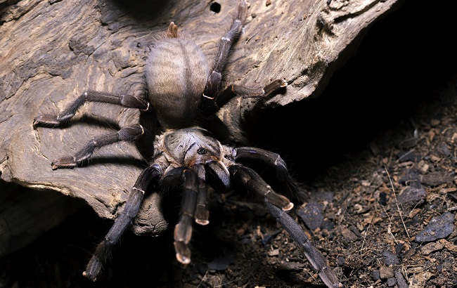 Под Киевом на женщину напал огромный черный паук: все подробности