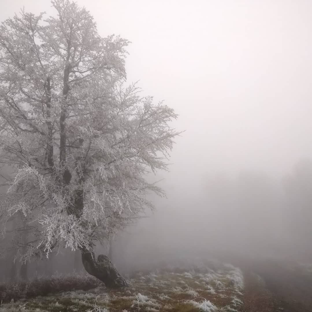 Горы утопают в туманах и снегу: невероятная красота Карпат