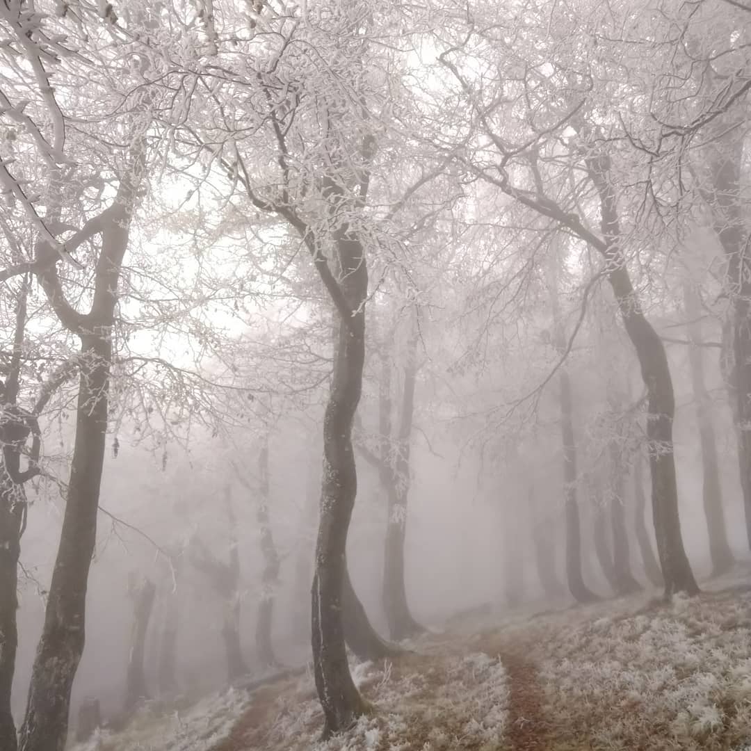 Горы утопают в туманах и снегу: невероятная красота Карпат
