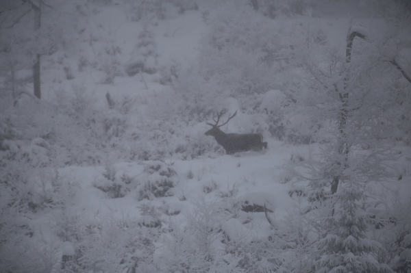 У засніжених Карпатах на схилі "засікли" сім'ю рідкісних лісових мешканців (фото)