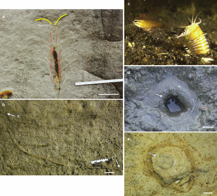 Ученые нашли нору гигантского подводного червя, который жил 20 млн лет назад