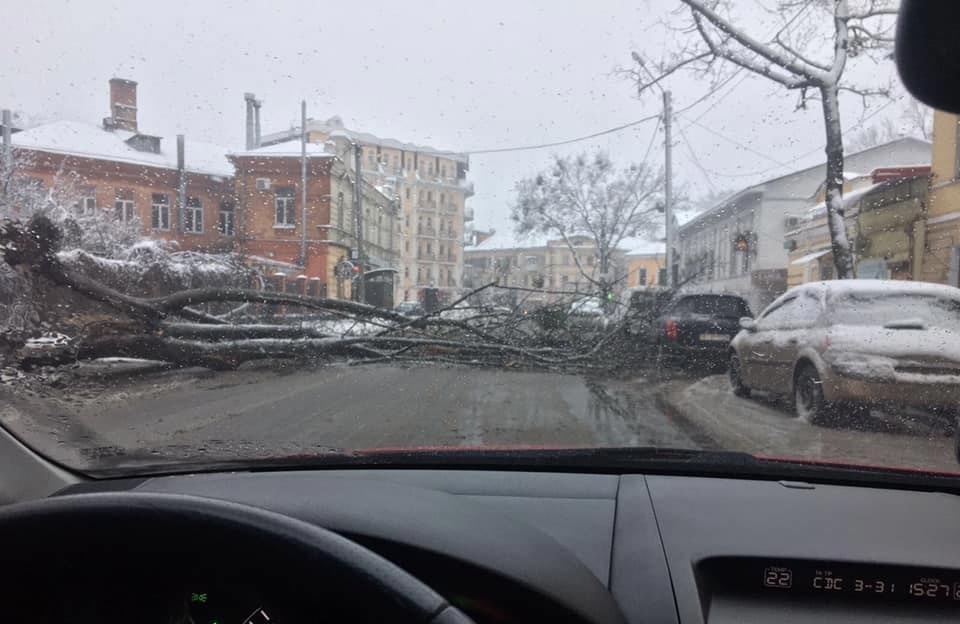 Деревья падают на авто: Полтава страдает от мощного снегопада