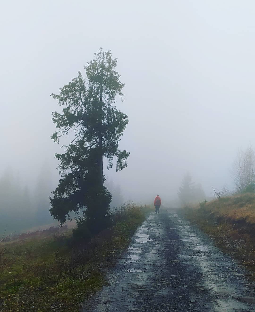 Горы утопают в туманах и снегу: невероятная красота Карпат