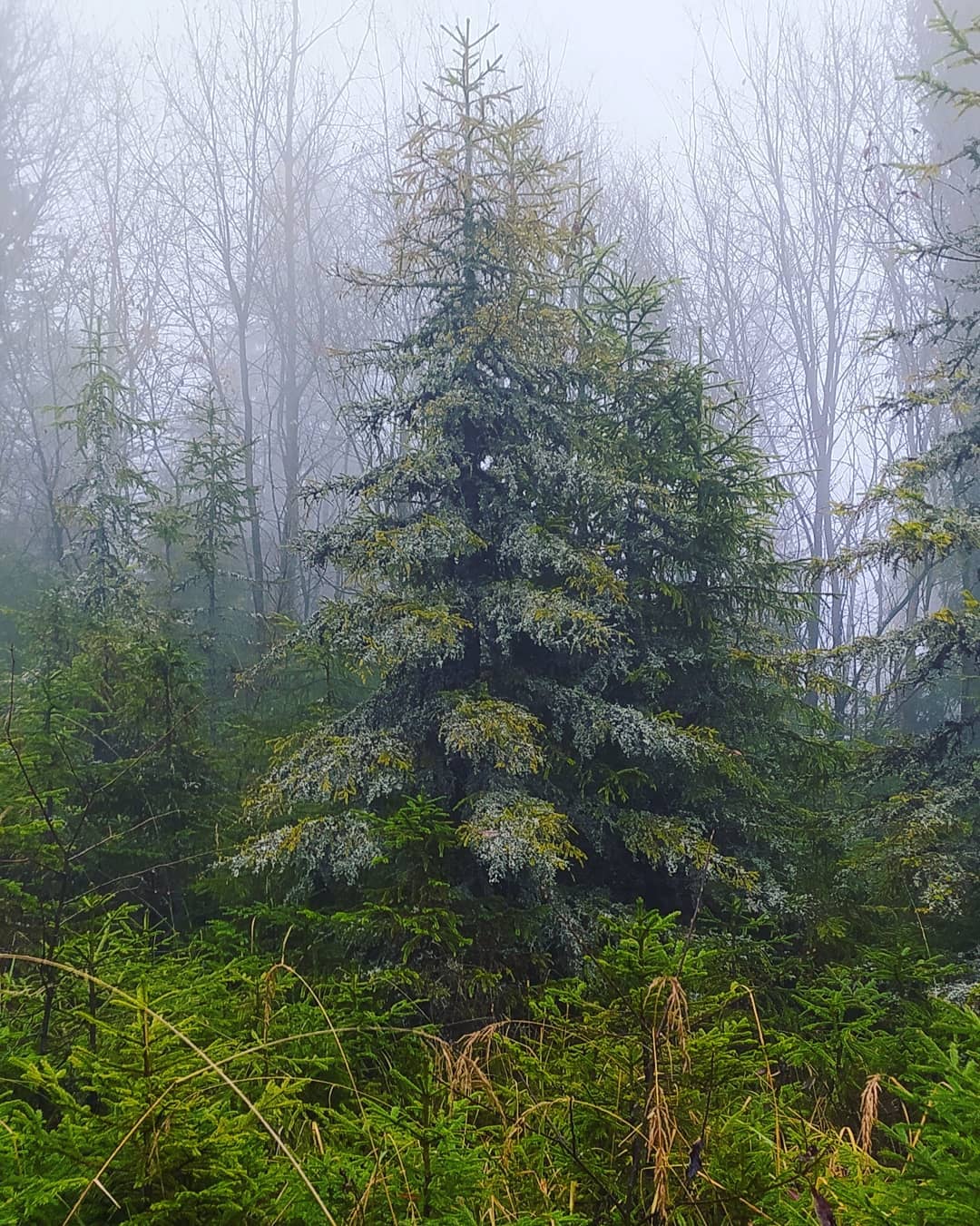 Горы утопают в туманах и снегу: невероятная красота Карпат