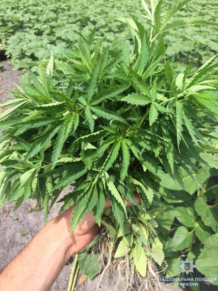 У Житомирській області затримали "агронома" під час обробки нарковмістних рослин