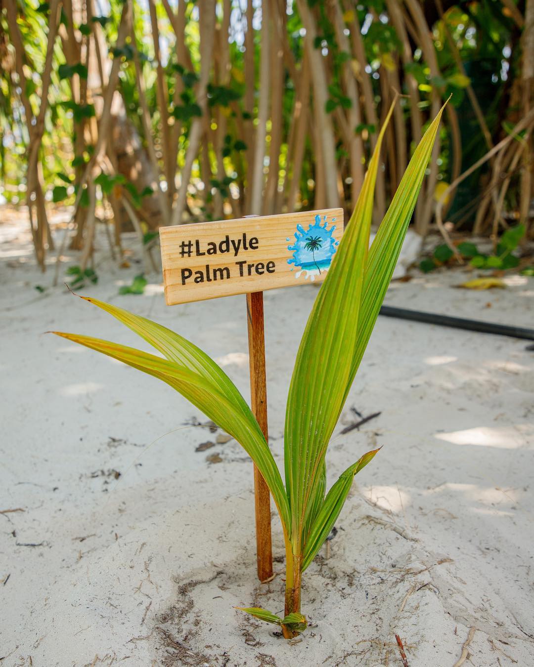 Леся Никитюк в бикини и леопардовом халате "укоренилась" на Мальдивах