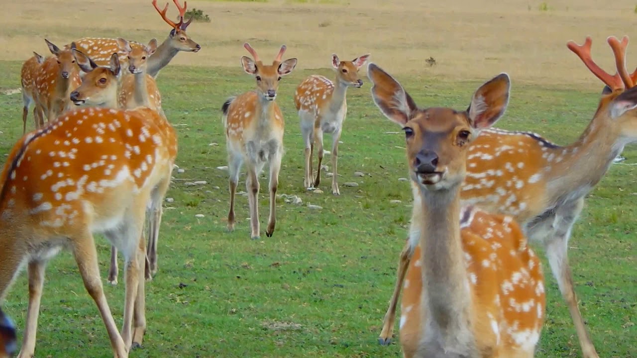 Активний і здоровий відпочинок: в ці туристичні місця на Закарпатті можна закохатися