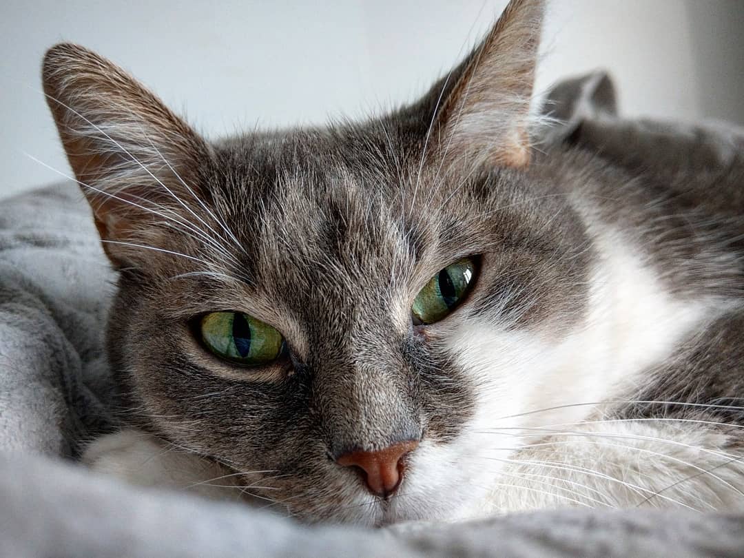 Международный день кошек: украинские звезды рассказали о пушистых любимчиках