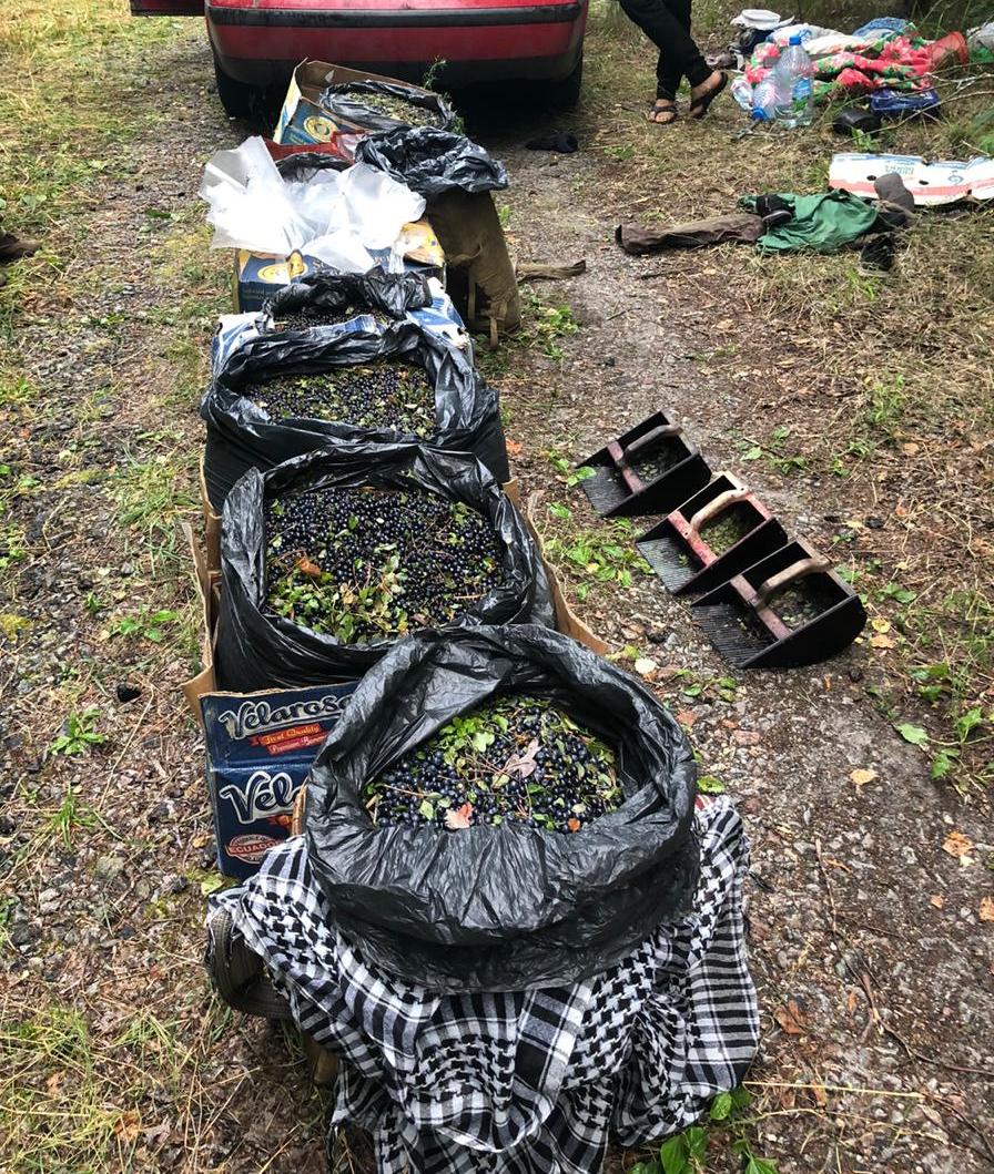 Деньги не фонят: в Чернобыльской зоне собирали радиоактивные ягоды на продажу