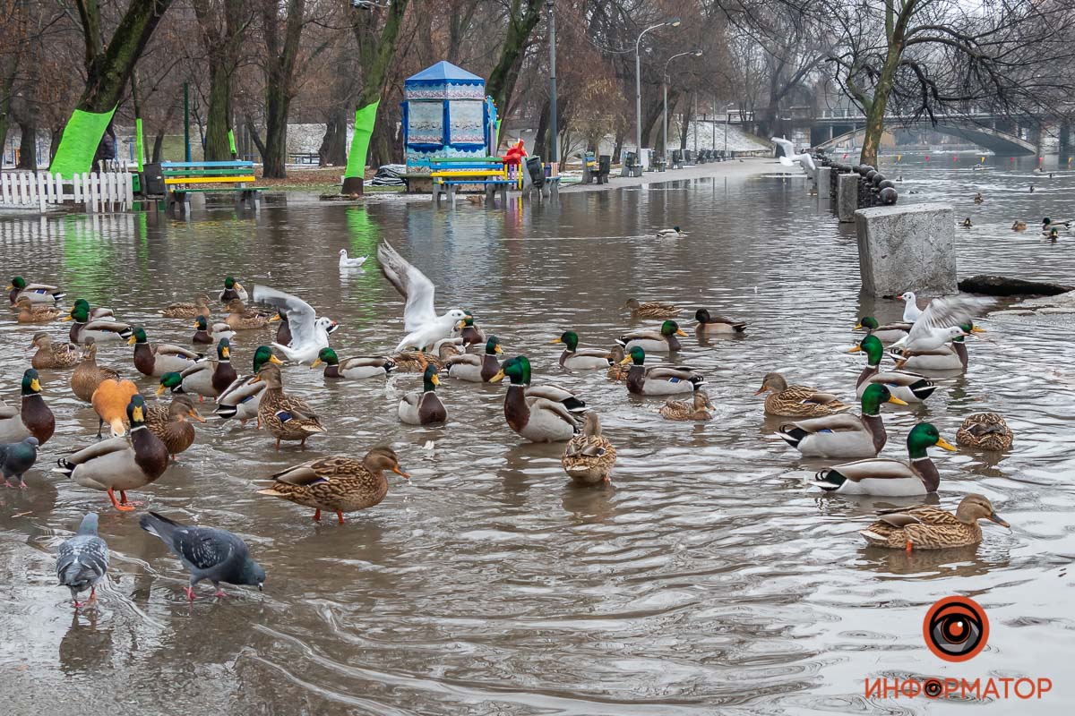 В затопленном парке в Днепре по пешеходных дорожках плавают утки (фото, видео)