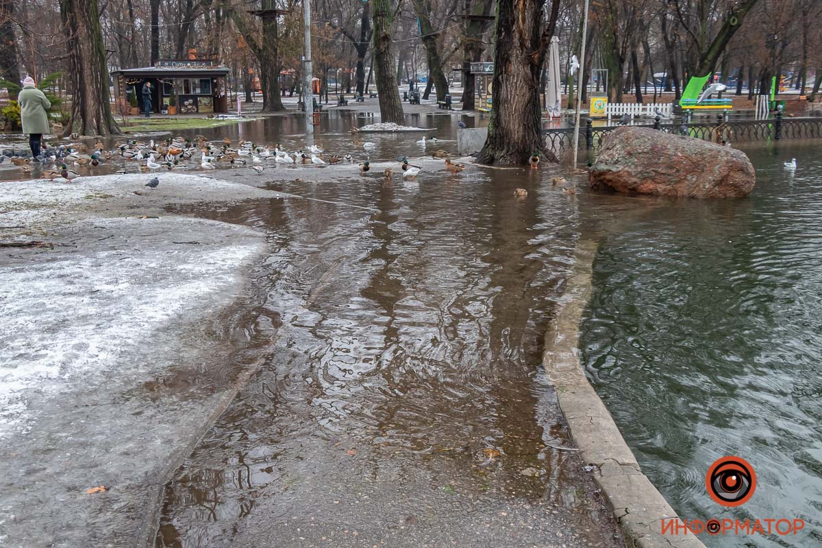 В затопленном парке в Днепре по пешеходных дорожках плавают утки (фото, видео)