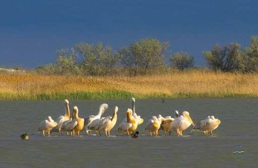В Кирилловке заметили целое семейство удивительных птиц из Красной книги: яркое фото