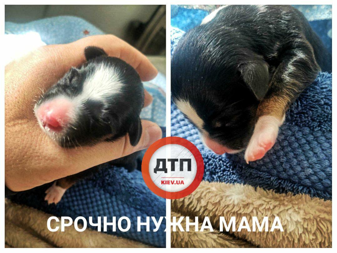 У Києві новонароджене цуценя викинули на смітник: небайдужі просять про допомогу