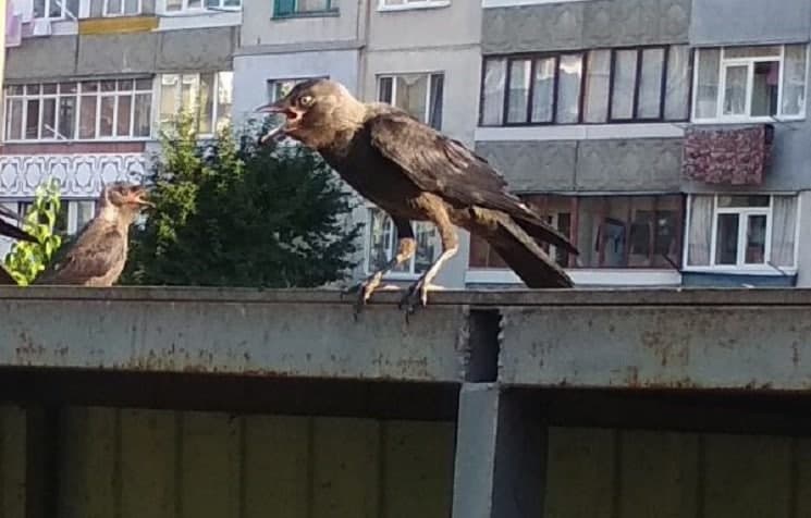 Лізуть у вікна та влаштовують безлад: під Дніпром місцеві жителі страждають від атак ворон (фото)