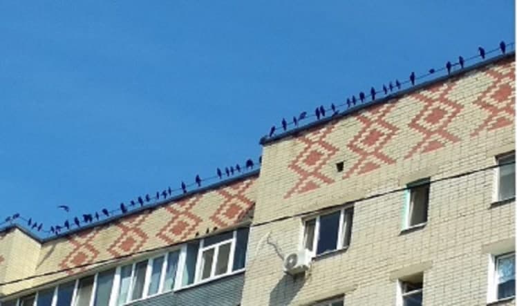 Лізуть у вікна та влаштовують безлад: під Дніпром місцеві жителі страждають від атак ворон (фото)