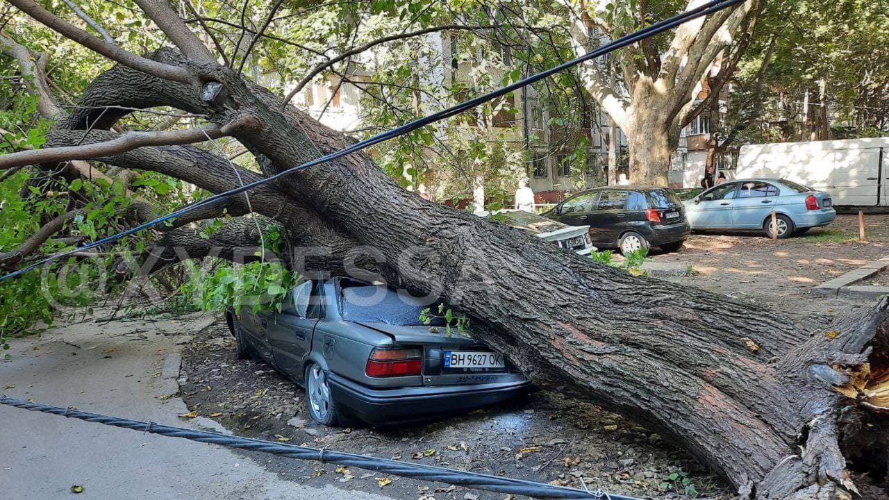 Сильный ветер в Одессе натворил беды: дерево раздавило три легковушки (фото)
