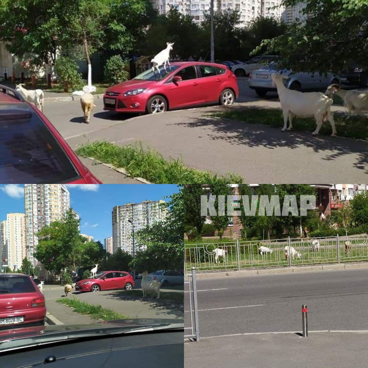 У Києві кози гуляли посеред вулиці: одна вилізла на дах авто (фото)