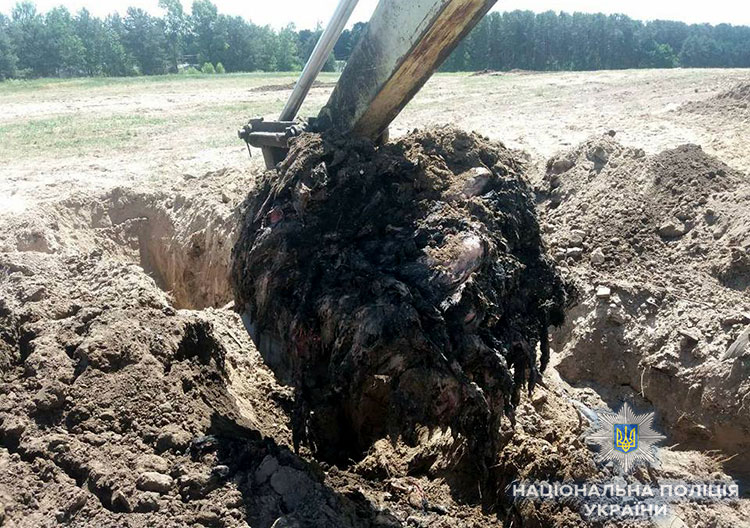 Под Киевом за организацию птичьего могильника задержали владельцев агрохолдинга