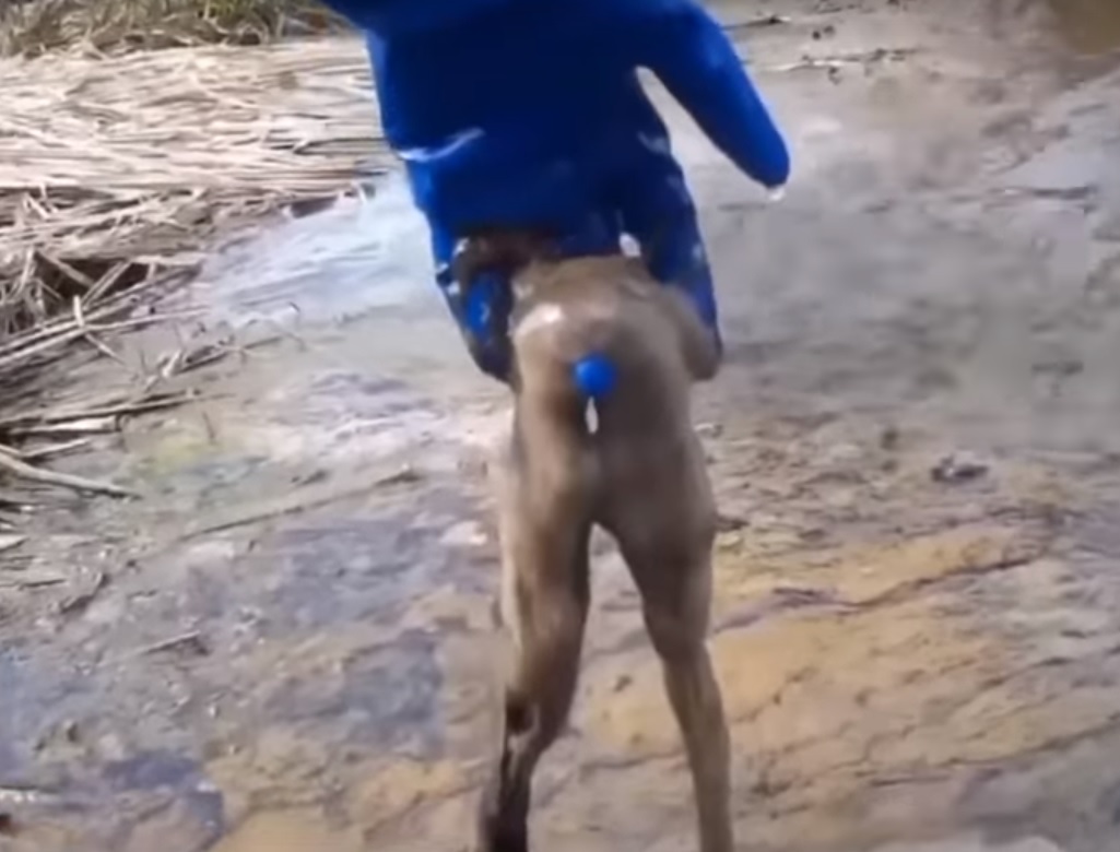 Под Житомиром в двух реках всплыла мертвая рыба: что произошло