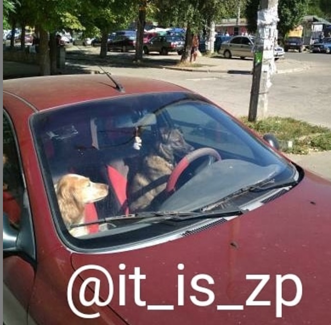 У Запоріжжі помітили парочку собак за кермом "Ланоса": смішне фото
