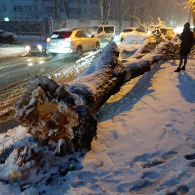 Деревья падают на авто: Полтава страдает от мощного снегопада