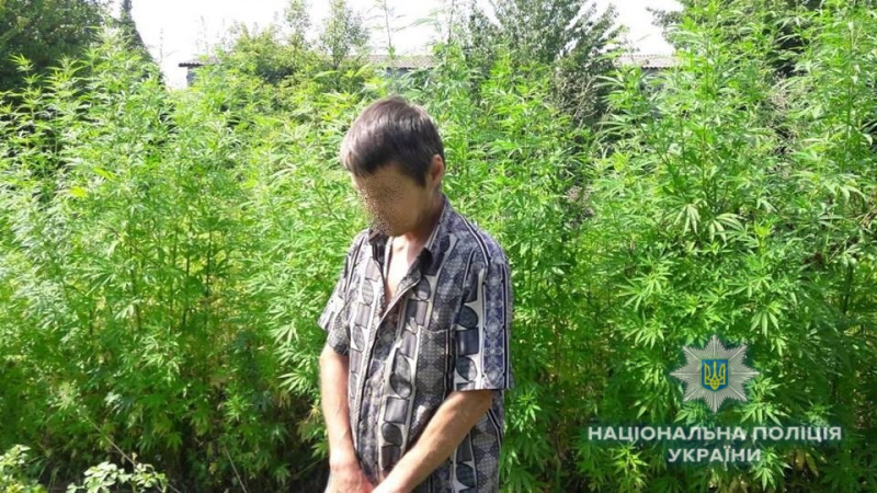 У Київській області поліція знищила понад 2 тис. кущів конопель