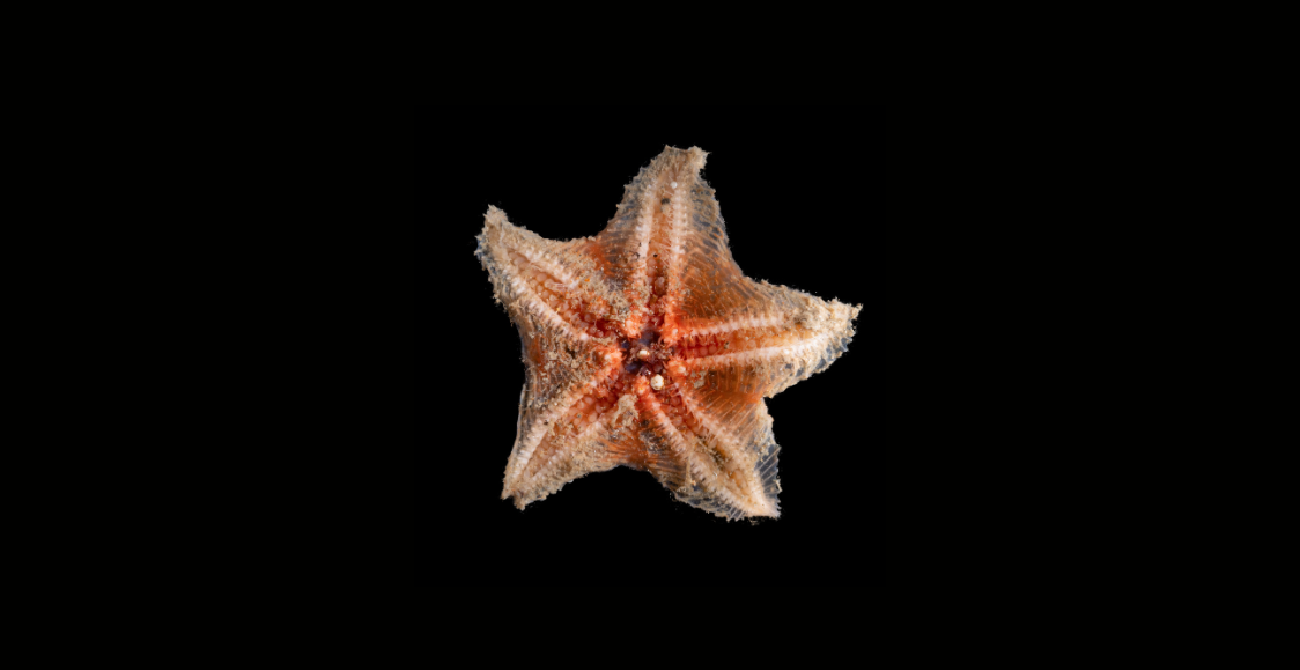 Акула-гитара и еще 865 новых видов животных обнаружили ученые в океане (фото)