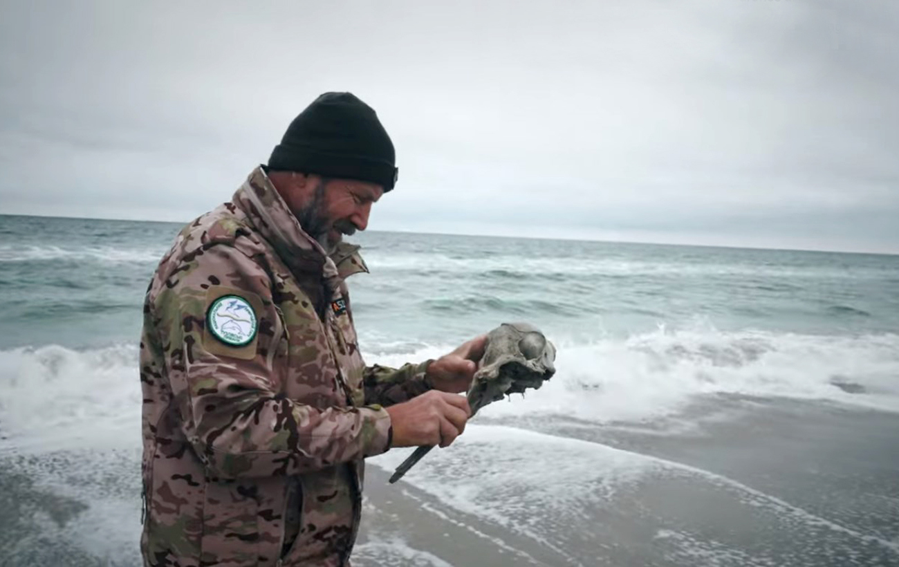 Из-за российских обстрелов в Черном море погибли тысячи дельфинов (видео).  Читайте на UKR.NET