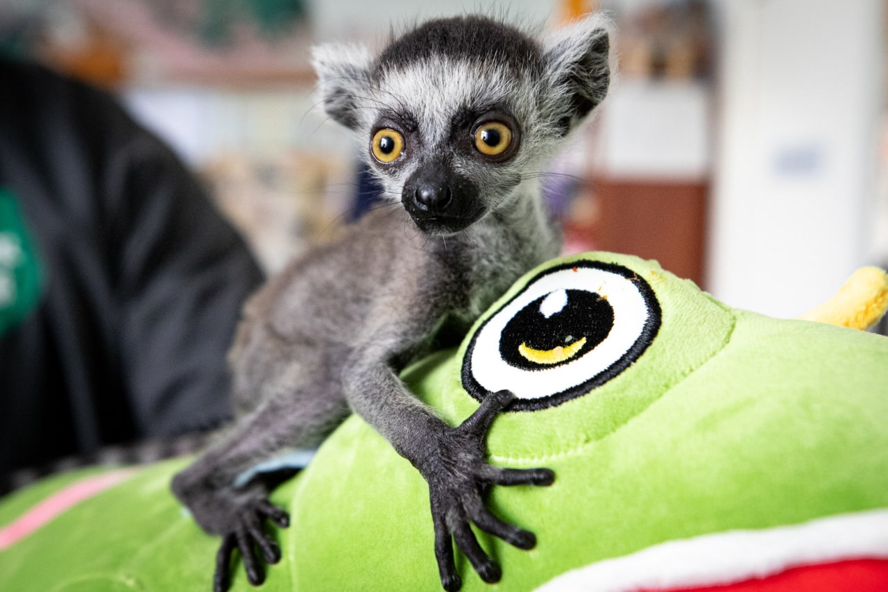 Киевский зоопарк принял беженцев из других зверинцев Украины: невероятно милые фото