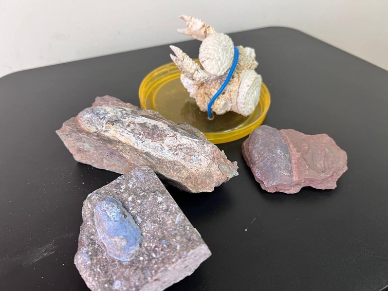 В Україні знайшли унікальні рештки давніх істот, яким 400 млн років. Їх хотіли вкрасти