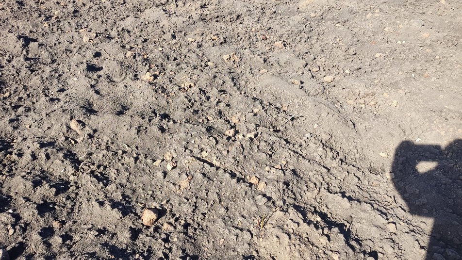 Під Тернополем випадково виявили стародавнє поселення трипільської культури (фото)