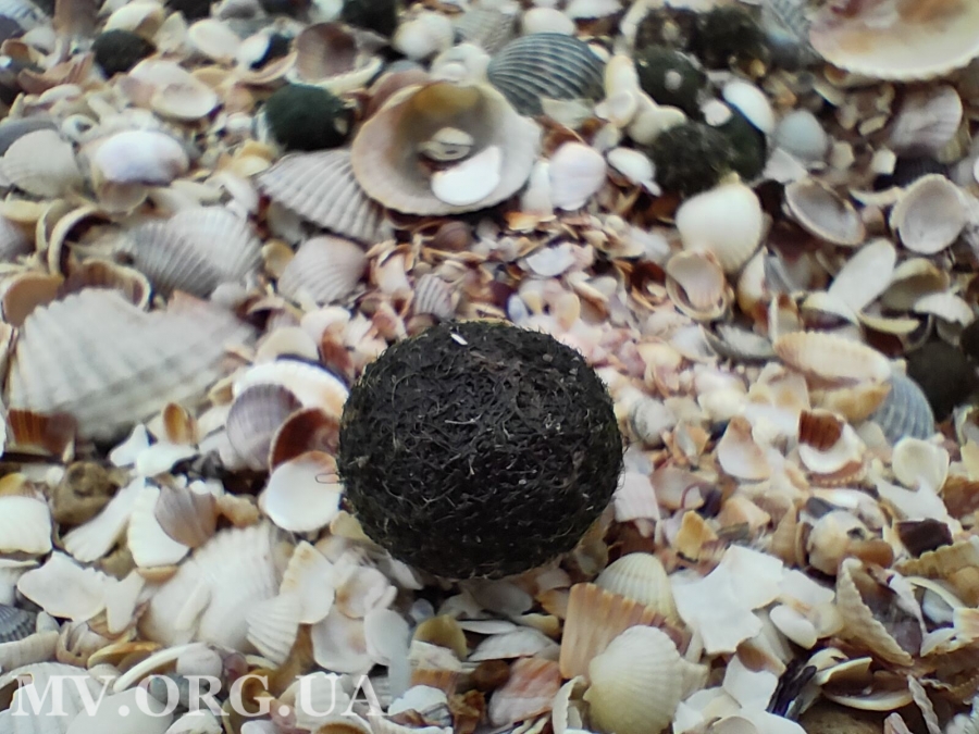На пляжах Азовського моря помітили зелені кульки: стало відомо, що це (фото)