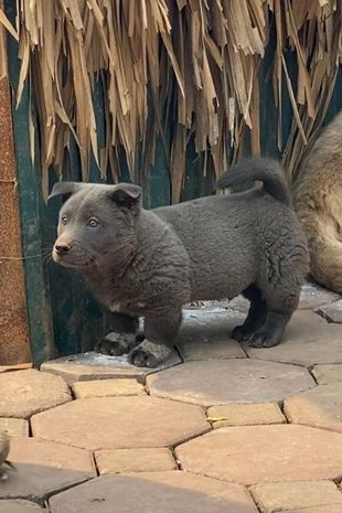 Подивіться на собаку, який виглядає як кішка: він став зіркою соцмереж