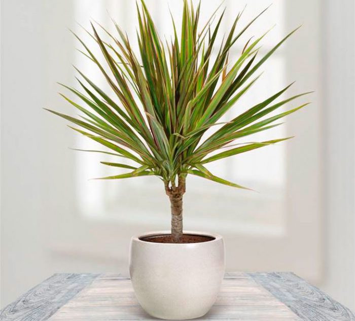 Названы комнатные растения, которые улучшают состояние здоровья