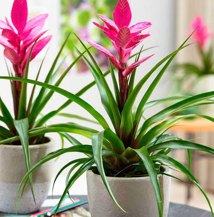 Непримхливі кімнатні рослини, які усувають вологість і запобігають появі плісняви