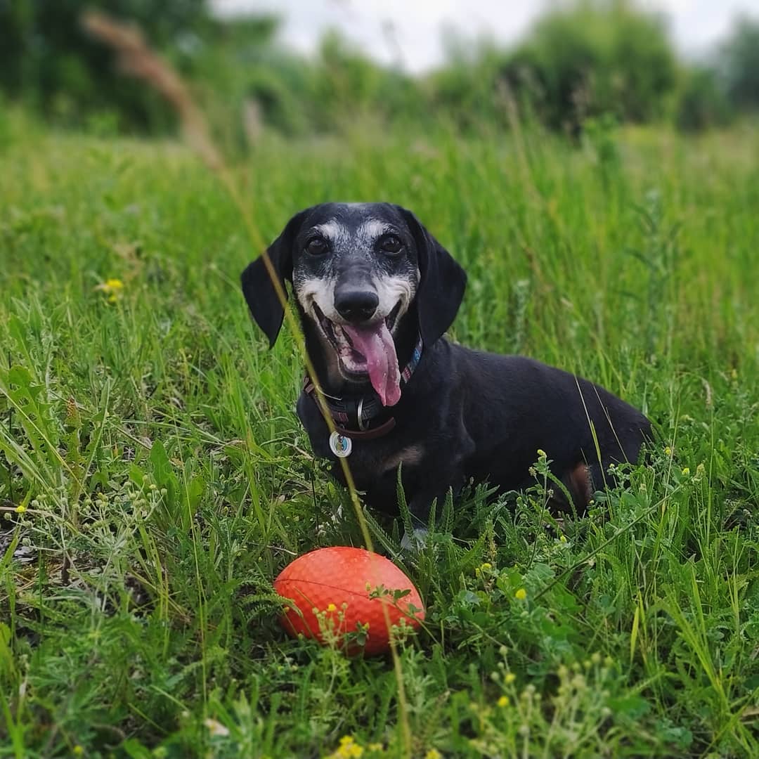 Не тільки Патрон: у ДСНС розповіли про пошуково-рятувальну таксу-ветерана