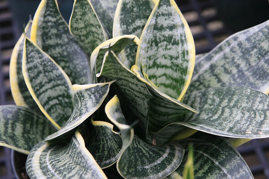 Створять затишок та здивують виглядом: 9 рослин, які зроблять з кімнати оазис