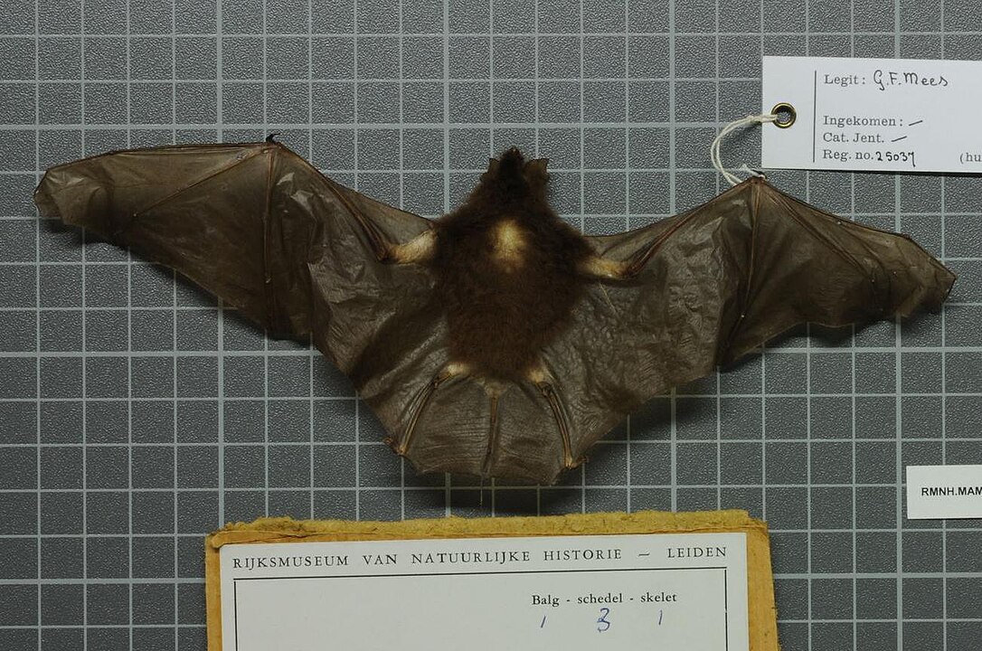 Почему летучие мыши спят вниз головой: вот, что выяснили ученые