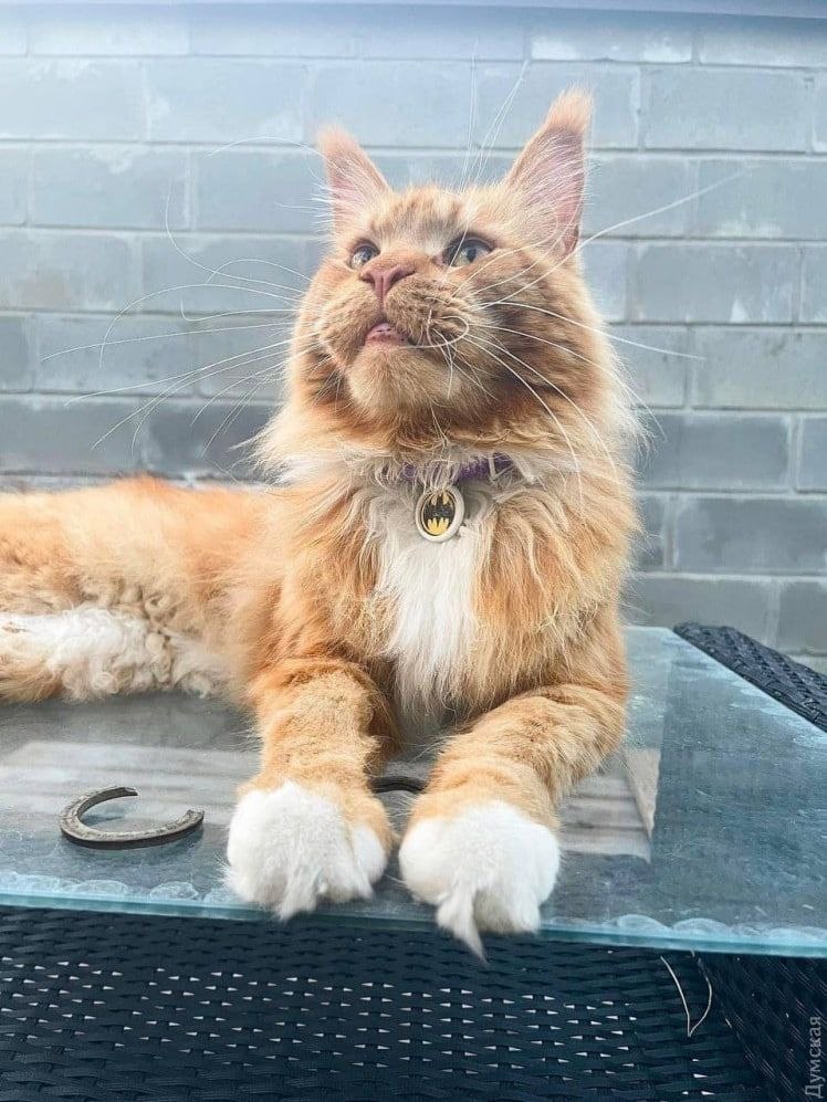 Окупанти викрали в Бучі кота: Макс проїхав Білорусь, Польщу, Чехію і нарешті знайшов родину