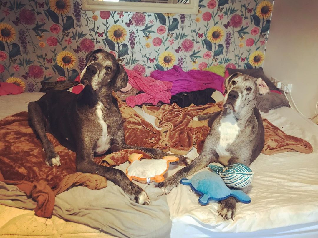 Смотрите на самую высокую собаку в мире, которая больше похожа на коня