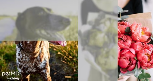 Скільки кольорів розрізняють собаки та чи можуть дивитись телевізор