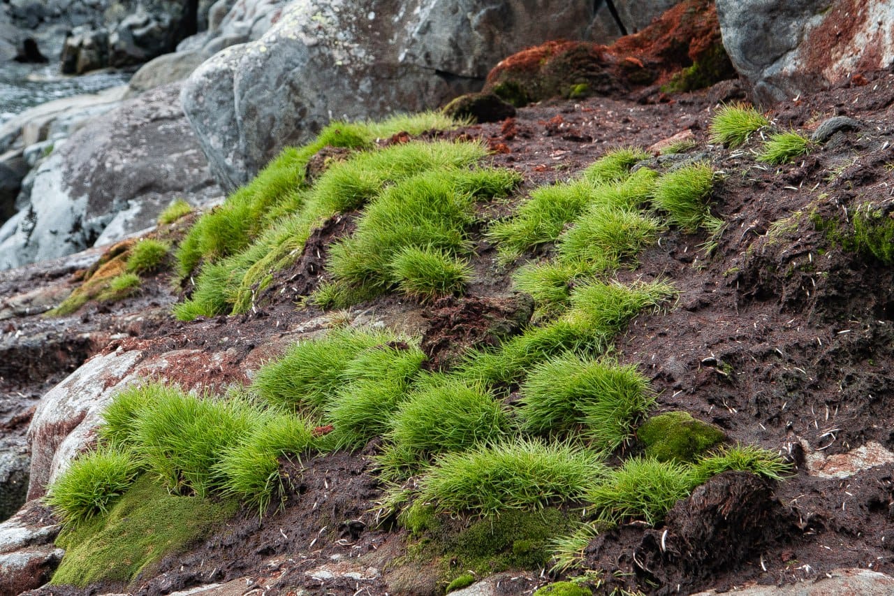 Українські полярники показали зелене літо в Антарктиці: захоплюючі фото природи