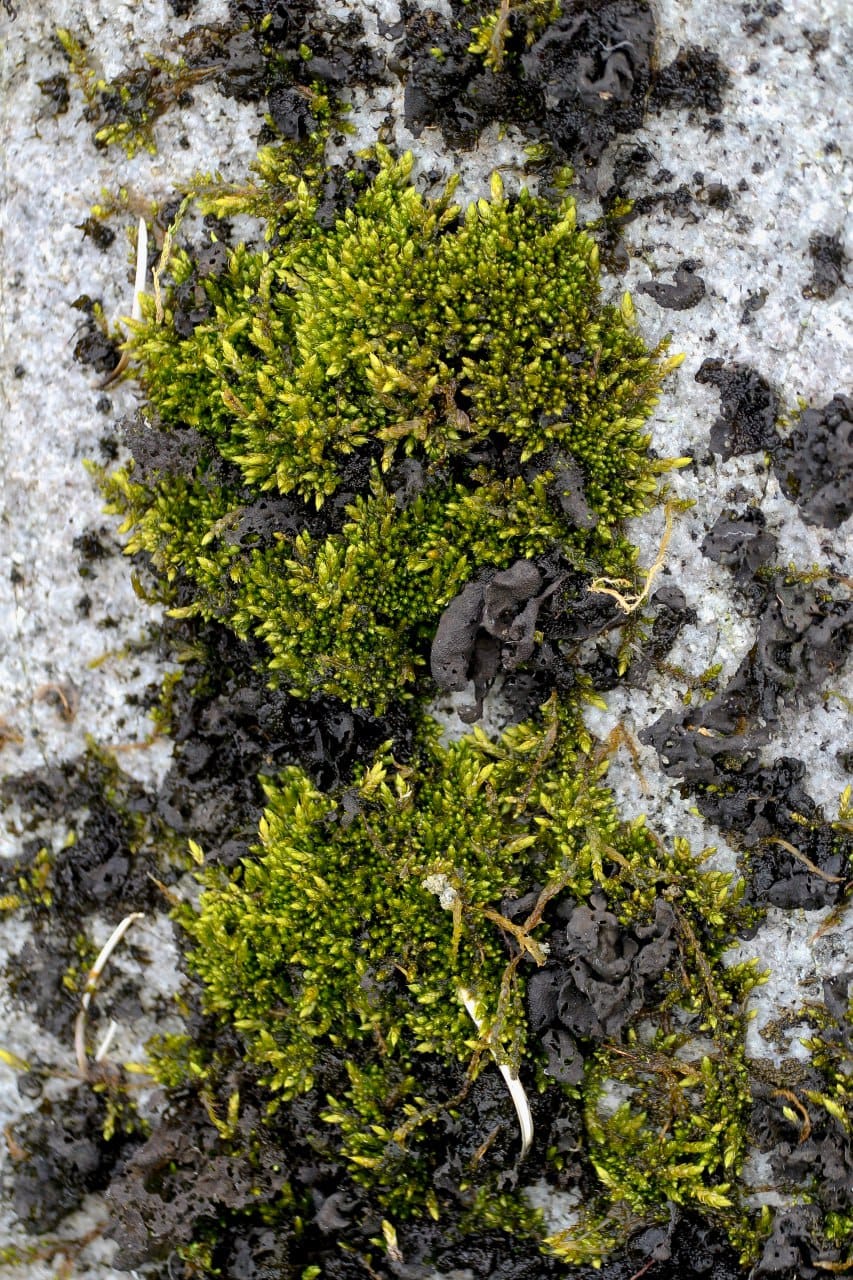 Українські полярники показали зелене літо в Антарктиці: захоплюючі фото природи