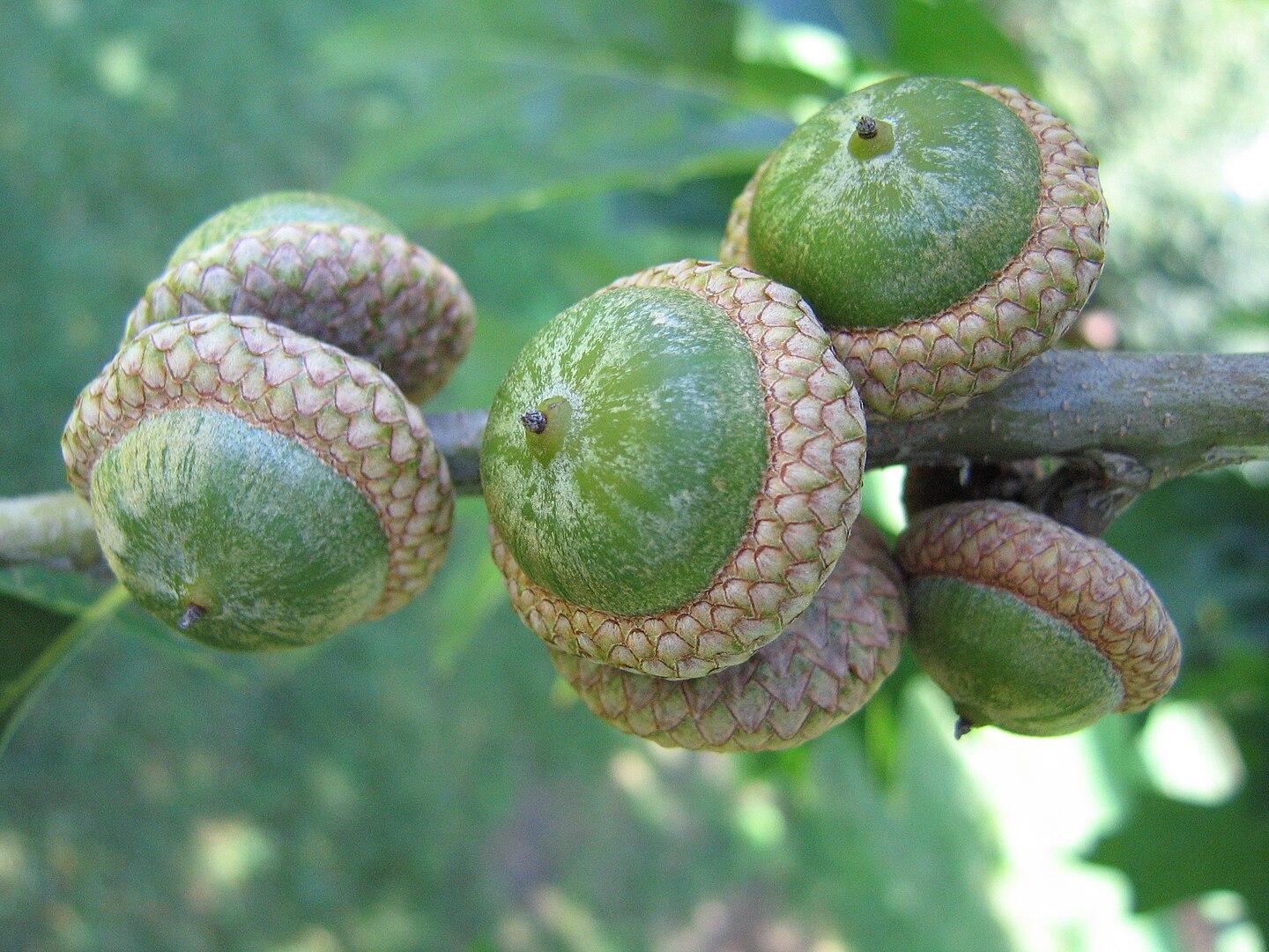 Не только для декора: вот, как вырастить дуб из желудя в домашних условиях