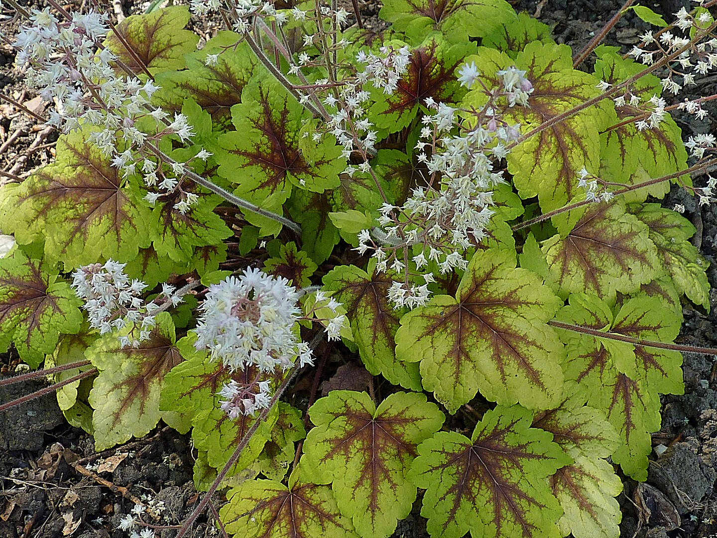 Світло не потрібно: 7 рослин, які полюбляють тінь