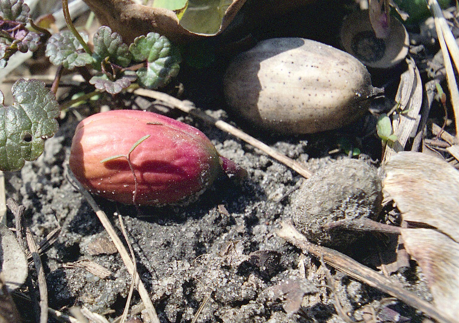 Не только для декора: вот, как вырастить дуб из желудя в домашних условиях