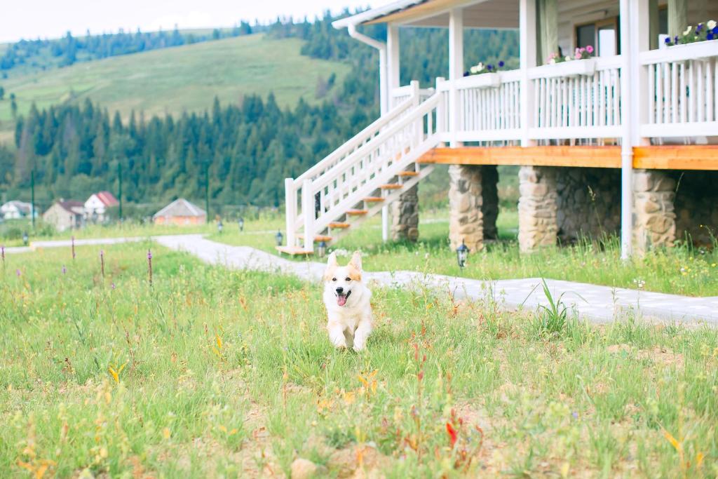 Ідеальний час для відпочинку в Карпатах: готелі в Буковелі та Славському оголосили великі знижки для гостей