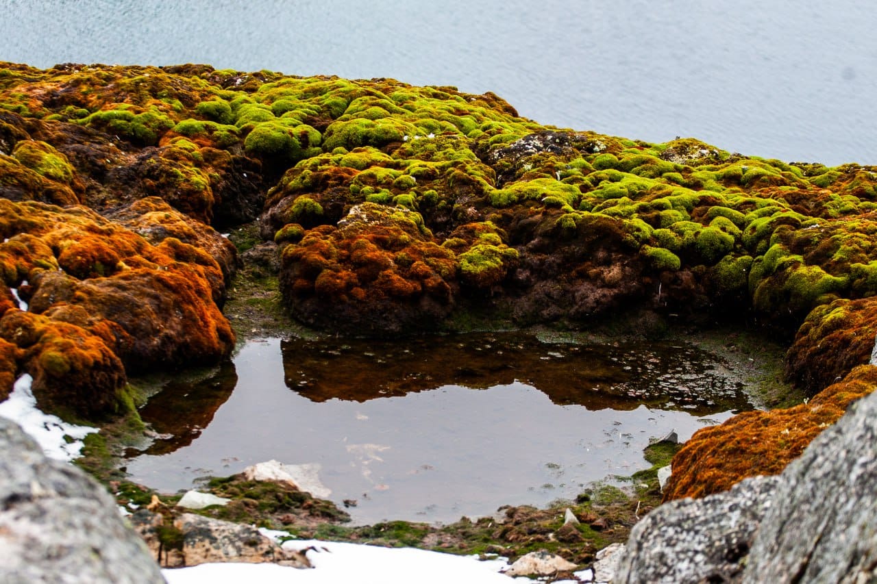 Українські полярники показали зелене літо в Антарктиці: захоплюючі фото природи