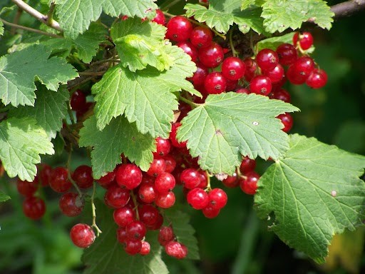 Выращивание саженцев плодовых кустарников